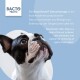 Nahaufnahme eines französischen Bulldogs, der nach oben schaut, mit Text, der BactoFacto Odor Stop als probiotisches Geruchsentferner für Haustiere beschreibt.