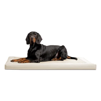 CARLOS Velours-Kunstleder Hundematratze creme 80 cm, 6 cm, 60 cm Ein schwarz-brauner Hund liegt bequem auf einem cremefarbenen Haustierbett und zeigt seine entspannte Haltung und sein glänzendes Fell.