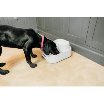 Ein schwarzer Hund mit einem rosa Halsband frisst aus einer weißen Hundenapf auf einem beigen Boden, vor grauen Schränken.