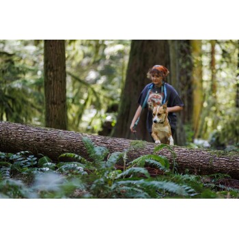 Ein Corgi-Hund läuft entlang eines umgefallenen Baumstamms in einem üppigen grünen Wald, umgeben von Farnen und Bäumen.