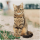 Un chat tigré avec des yeux verts saisissants est assis sur un chemin de terre entouré d'herbe, regardant directement l'appareil photo.