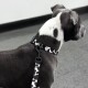Ein grau-weißer Hund mit einem schwarz-weißen Kuhmuster-Halsband und -leine, der zur Seite schaut in einem Tiergeschäft.