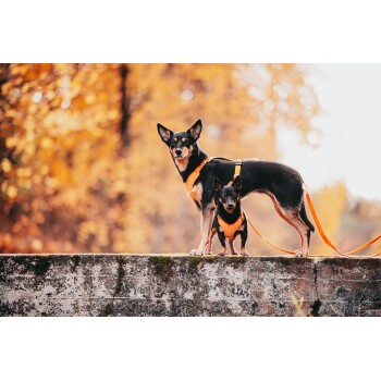 Zwei Hunde auf einer Steinmauer: ein großer schwarzer Hund mit einem orangefarbenen Geschirr und ein kleinerer Hund in einer orangefarbenen Weste, umgeben von herbstlichem Laub.