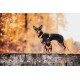 Zwei Hunde auf einer Steinmauer: ein großer schwarzer Hund mit einem orangefarbenen Geschirr und ein kleinerer Hund in einer orangefarbenen Weste, umgeben von herbstlichem Laub.