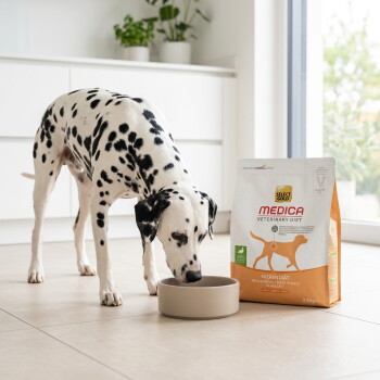 Un dalmatien mange dans une gamelle à côté d'un sac de nourriture pour chiens Select Gold Medica Veterinary Diet (régime rénal) dans une cuisine lumineuse. – Généré par IA