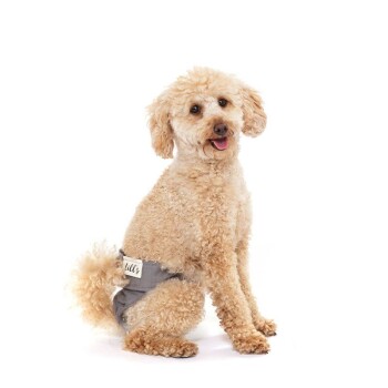 Ein flauschiger, hellfarbener Hund sitzt aufrecht und trägt eine graue Hundewindel mit einem Etikett, das "Mutt's" liest. Der Hintergrund ist schlicht weiß.