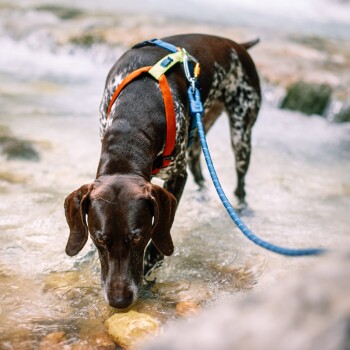 Ein braun-weißer gefleckter Hund, der ein leuchtend orangefarbenes Geschirr und eine blaue Leine trägt und einen Stein im flachen Wasser schnüffelt.