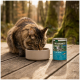 Getigerte Katze trinkt aus einer beigefarbenen Schale auf einem Holzdeck neben einer Dose Wilderness-Katzenfutter mit der Aufschrift 'Fresh Water (Adult)'.