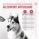 Gros plan sur un Husky sibérien regardant une main tenant des suppléments de confort articulaire avec des informations de dosage basées sur le poids du chien.