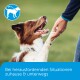 Ein glücklicher braun-weißer Hund sitzt auf seinen Hinterbeinen und greift nach der Hand einer Person in einem grasbewachsenen Bereich, mit einem blauen Hundelogo darunter.