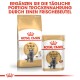 Royal Canin British Shorthair Katzenfutterverpackung, die Trocken- und Nassfutterbeutel zeigt, mit einem Hinweis, Trockenfutter mit Nassfutter zu ergänzen.
