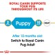 Royal Canin graphic promoting pug care, highlighting age transition from "Puppy" at 2 months to "Adult" at 10 months.