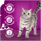 Eine graue Tabby-Katze auf Holz mit lila Hintergrund, die den Text zeigt: "100% komplett und ausgewogen," "Harnwege," "Gesunde Haut & Fell."