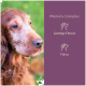Eine Nahaufnahme des Gesichts eines Hundes auf der linken Seite, mit einem lila Hintergrund auf der rechten Seite, der den Text "Memory Complex", "Geistige Fitness" und "Fokus" zeigt.