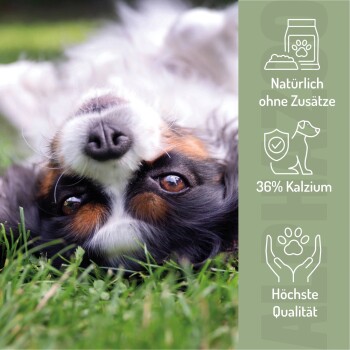 Tabelle mit täglichen Fütterungsmengen für Haustiere basierend auf dem Gewicht, mit einer Schüssel voller Tabletten und dem "ALPHAZOO"-Logo.