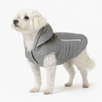 Ein grauer Französischer Bulldogge, die eine stylische, gepolsterte Jacke mit Kapuze trägt und nach oben schaut, vor einem weißen Hintergrund.