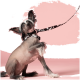Ein haarloser Hund mit großen Ohren sitzt vor einem rosa Hintergrund und trägt eine schwarz-weiße Kuhmuster-Leine und ein Halsband.