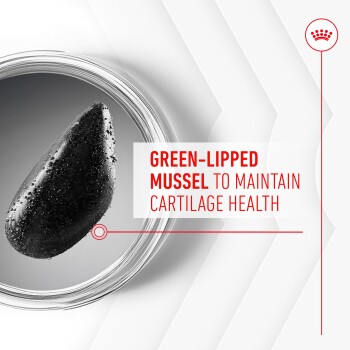 Image of a green-lipped mussel with text stating "GREEN-LIPPED MUSSEL TO MAINTAIN CARTILAGE HEALTH."