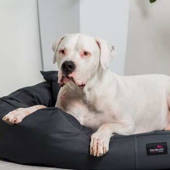 Ein weißer Hund mit schwarzen Flecken ruht auf einem dunkelgrauen Hundebett und schaut direkt in die Kamera. Das Bett hat ein Etikett mit dem Markennamen "tierlando."