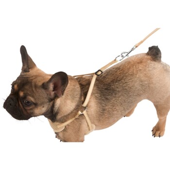 Een Franse Bulldog met een beige harnas en riem, die naar de zijkant kijkt tegen een witte achtergrond.