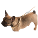 Un Bulldog Français portant un harnais et une laisse beiges, regardant sur le côté contre un fond blanc.