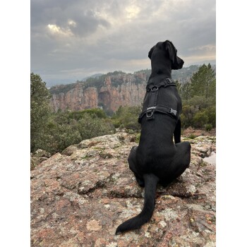 Schwarzer Hund trägt ein Geschirr mit einem kleinen weißen Etikett, sitzt auf einer felsigen Kante mit Blick auf rote Klippen und einen bewölkten Himmel.
