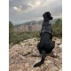 Schwarzer Hund trägt ein Geschirr mit einem kleinen weißen Etikett, sitzt auf einer felsigen Kante mit Blick auf rote Klippen und einen bewölkten Himmel.