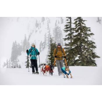 Zwei Wanderer in Winterausrüstung wandern durch tiefen Schnee mit drei Hunden, die bunte Jacken tragen. Kiefern sind im Hintergrund sichtbar.
