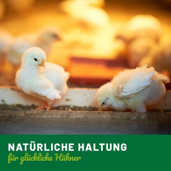 Zwei flauschige weiße Küken fressen Futter mit deutschem Text "Natürliche Haltung für glückliche Hühner" auf grünem Hintergrund.