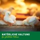 Zwei flauschige weiße Küken fressen Futter mit deutschem Text "Natürliche Haltung für glückliche Hühner" auf grünem Hintergrund.