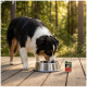 Dreifarbiger Hund trinkt aus einer Metallschüssel auf einer Holzterrasse im Wald, daneben ein Haustierfutterbeutel mit der Aufschrift „WILDERNESS“ „PURE BEEF“.