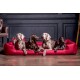 Vier Hunde verschiedener Rassen, darunter zwei Weimaraner, ein Schokoladen-Labrador und ein Deutscher Kurzhaarpointer, die auf einem roten Hundebett entspannen.