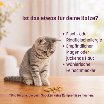 Graues getigertes Kätzchen betrachtet Leckerlis auf einem Tisch; deutsche Bildunterschrift: "Ist das etwas für deine Katze?"