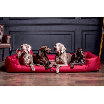 Vier Hunde verschiedener Rassen, die zusammen auf einem roten Hundebett in einem stilvollen Innenraum entspannen.