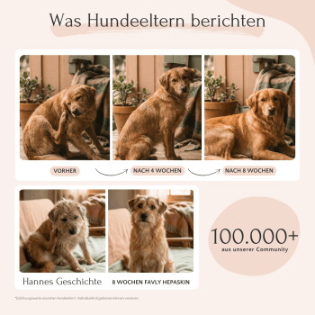 Behälter mit Hepaskin Haustierergänzungspulver mit einem Holzlöffel, der Pulver ausgießt, umgeben von Kräutern und Blumen.