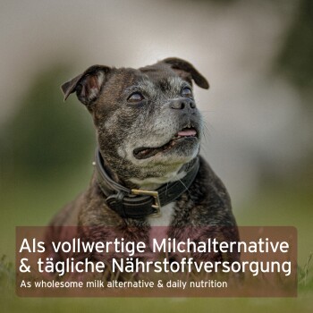 Gestromter älterer Hund mit Halsband blickt nach oben; überlagerter Text auf Deutsch und Englisch über eine Milchalternative und tägliche Ernährung.