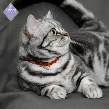 Eine silberne getigerte Katze mit auffälligen grünen Augen und einer roten Bernsteinkette liegt auf einer grauen Oberfläche und schaut zur Seite.