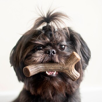 A small, fluffy black dog with a topknot holds a brown Benebone chew toy in its mouth, looking playfully at the camera.