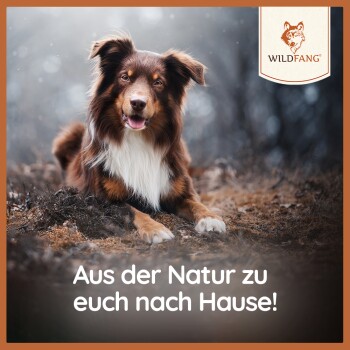 Ein freundlicher braun-weißer Hund sitzt auf einem Waldboden, mit dem Text "Aus der Natur zu euch nach Hause!" darunter.