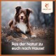 Ein freundlicher braun-weißer Hund sitzt auf einem Waldboden, mit dem Text "Aus der Natur zu euch nach Hause!" darunter.