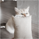Eine flauschige weiße Katze mit blauen Augen schnüffelt neugierig an einem kleinen, beigen Stoffkissen mit einem Etikett, das "MINTY MARA" liest.