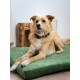 SoftPet Matratze grün XL