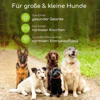 Fünf Hunde verschiedener Rassen auf einem Waldweg, mit Text über Gelenkgesundheit und Knochensupport für Hunde.