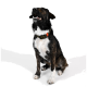 Ein stilvolles Hundehalsband in olivgrün mit einer schwarzen Schnalle und einem orangefarbenen Akzent, mit dem Text "THE DOG IDEA."