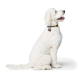 Ein flauschiger weißer Hund sitzt anmutig, trägt ein buntes Halsband mit einem herzförmigen Anhänger, vor einem schlichten weißen Hintergrund.