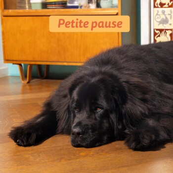 Grote pluizige zwarte hond liggend op een houten vloer voor een mid-century kast met bordje 'Petite pause'