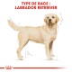 Illustration d'un Labrador Retriever avec un pelage jaune clair, étiqueté 'TYPE DE RACE : LABRADOR RETRIEVER' en texte rouge gras.