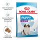 Giant Puppy 3,5 kg