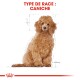BHN Poodle Puppy 3 kg