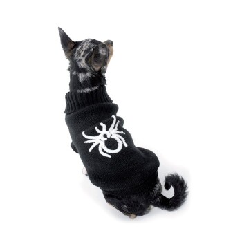 Ein kleiner Hund trägt einen schwarzen Pullover mit einem weißen Spinnendesign an der Seite, von hinten vor einem weißen Hintergrund betrachtet.